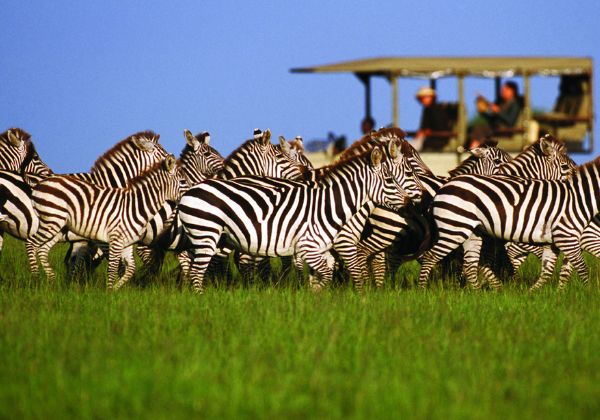 10 Days Tanzania Wildlife Safari