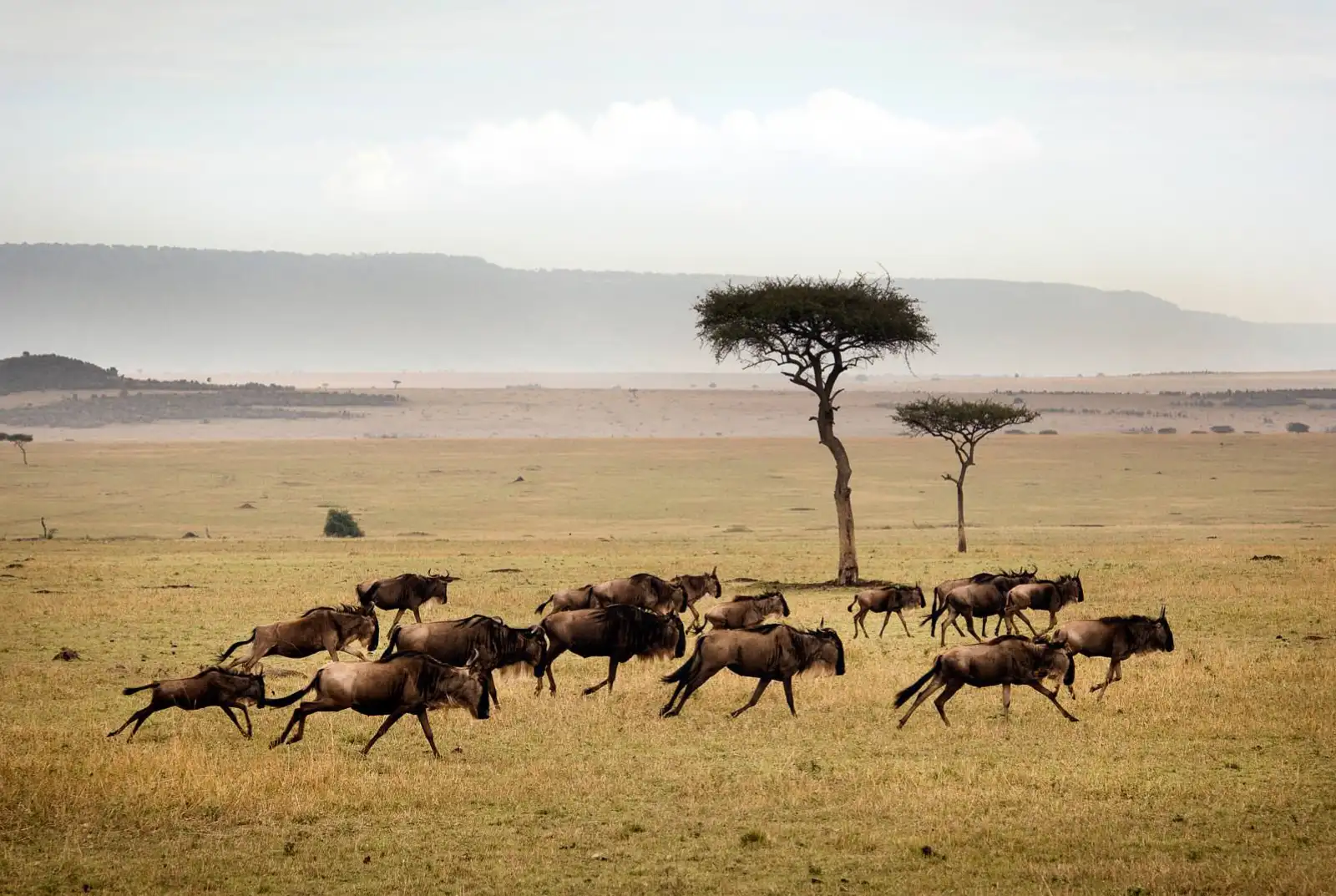 13 Days Tanzania Safari