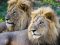 Two male lions, Africa