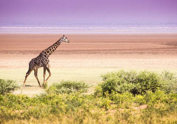 5 Days Epic Safari Discovery