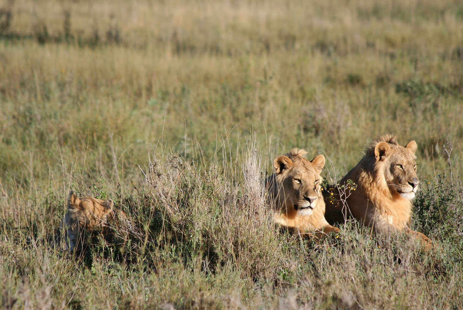 6 Days Tanzania Safari