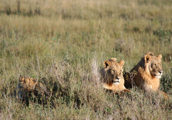 6 Days Safari to Tarangire, Ngorongoro & Serengeti