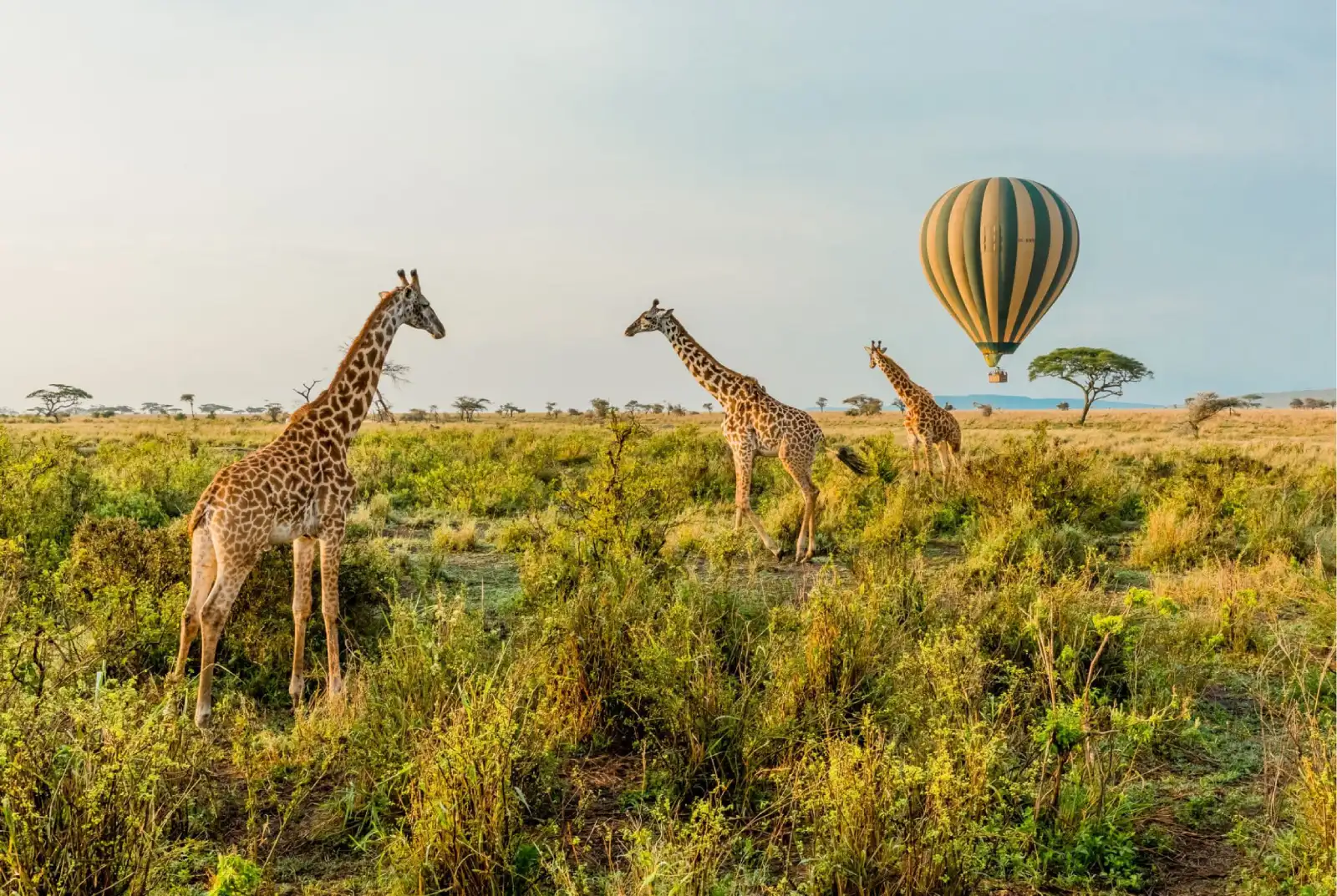 6 Days Tanzania Safari