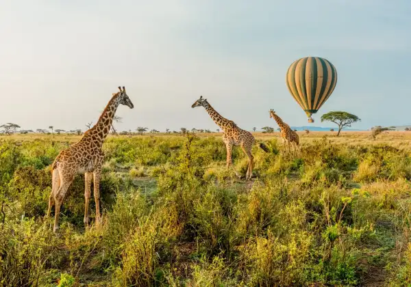 6 Days Tanzania Safari