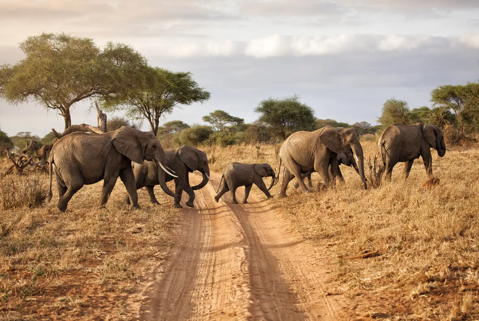 7 Days Tanzania Safari