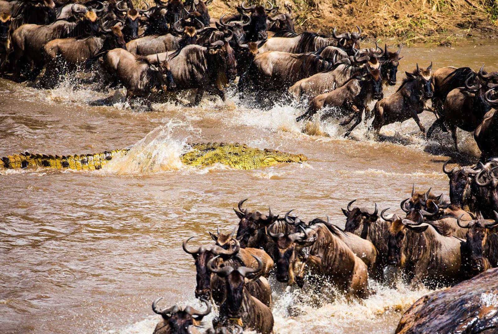 8 Days Migration Wildebeest Crossing Mara River