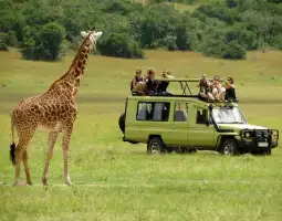 Game Drives