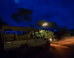 Night Game Drives