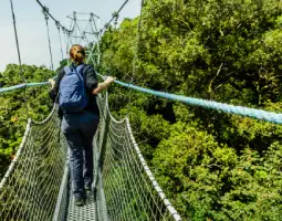  Canopy Tree Walk