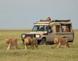 Thrilling Game Drives