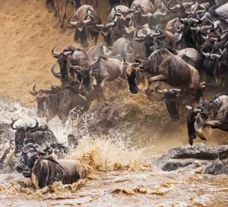 Serengeti Wildebeest Migration