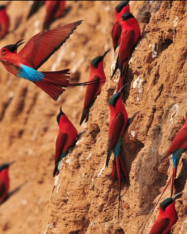 Carmine bee-eaters, South Luangwa, Zambia