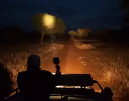 Night Game Drives