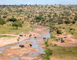  River Safaris