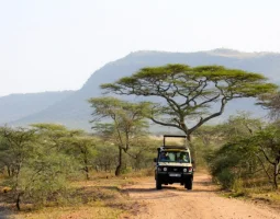 Experience Game Drive