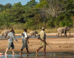 Walking Safari Adventure