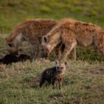 16 Days – Across Northern Circuits Safaris