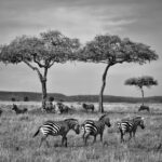 5 days Migration Safari – Lake Ndutu / Ngorongoro Crater