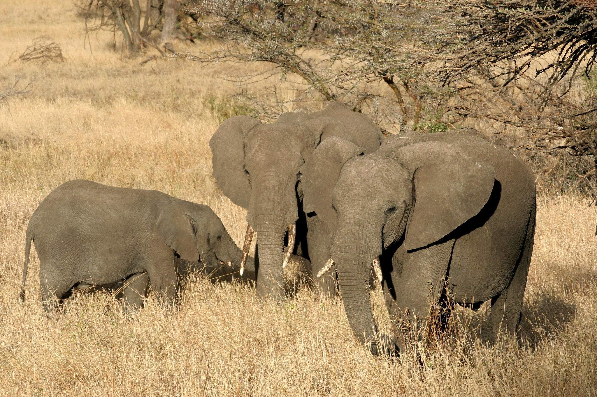 6 Days Safari – Tarangire, Ngorongoro & Serengeti