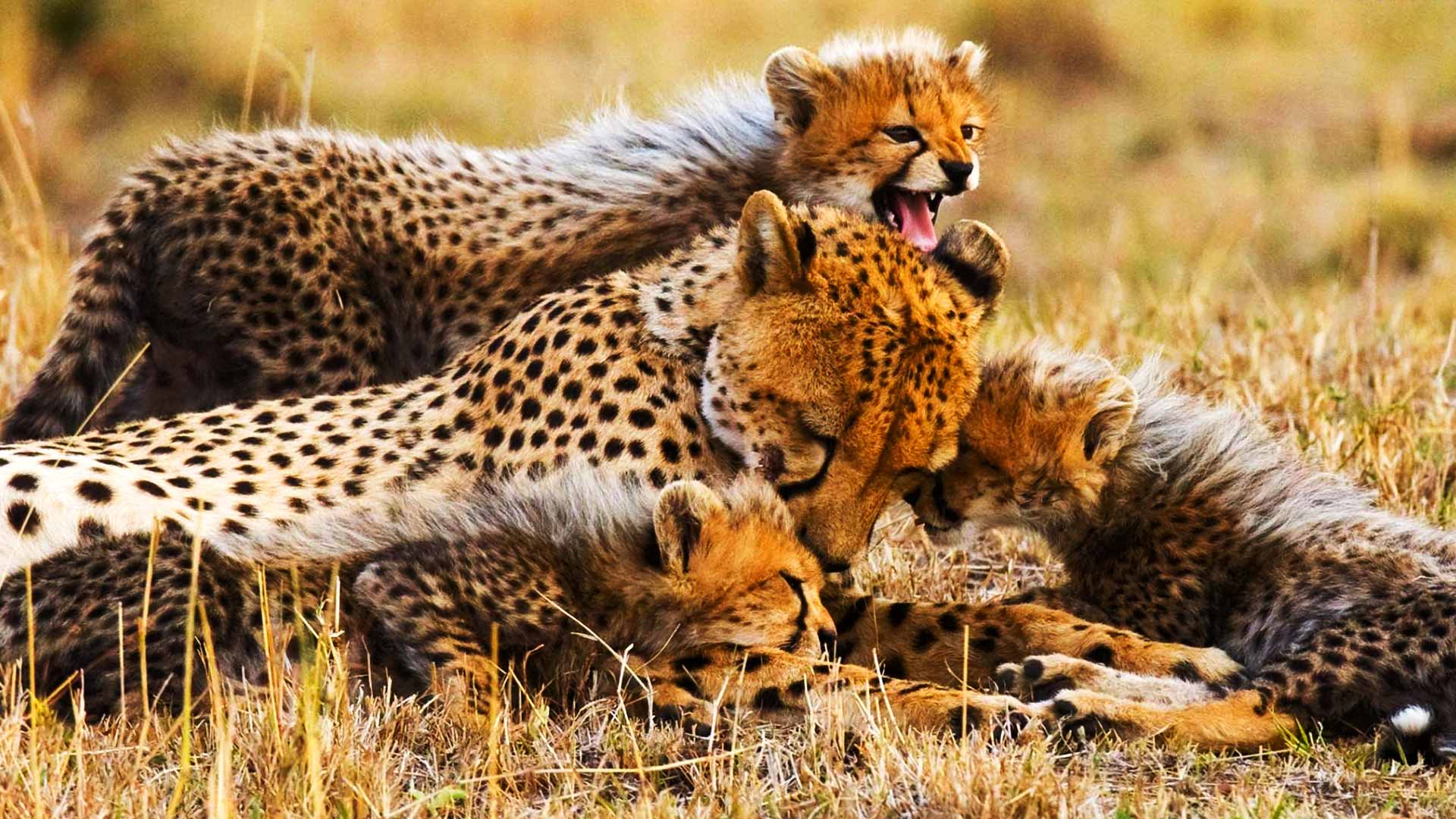 10 Days Tanzania Wildlife Safari