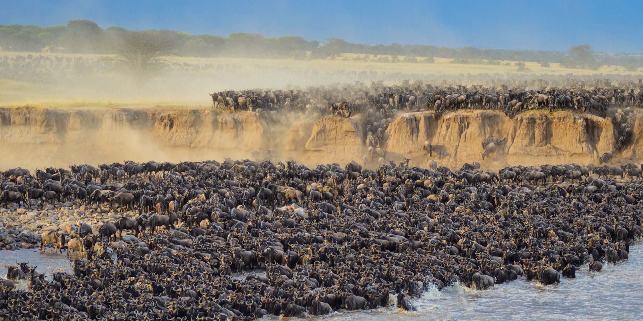 8 Days Migration Wildebeest Crossing Mara River