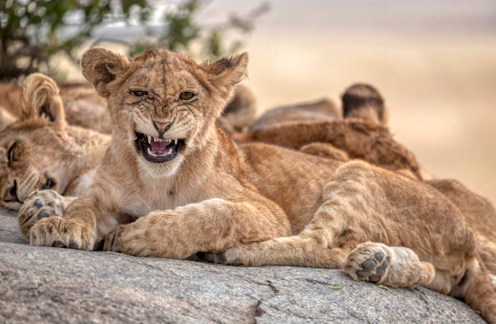 Lioness and cubs in Serengeti National Park